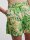 Gemusterte Shorts &quot;gldPALMAS&quot;